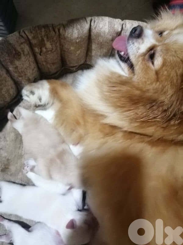 Pomeranian toy face teacup male and female ll7ajez 70993656 1