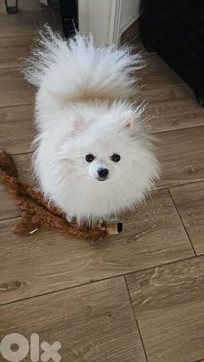 White Pomeranian Male for Sale – 1 Year 6 Months