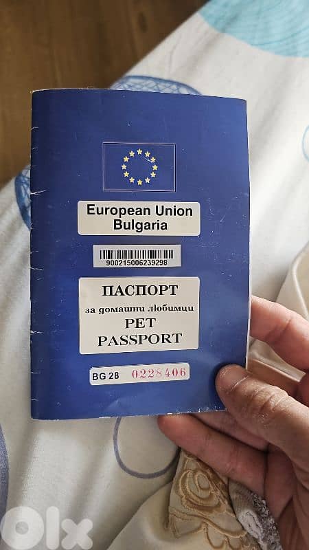 White Pomeranian Male for Sale – 1 Year 6 Months 1