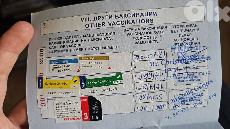 White Pomeranian Male for Sale – 1 Year 6 Months 2