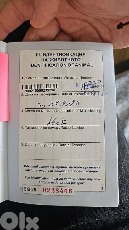 White Pomeranian Male for Sale – 1 Year 6 Months 3