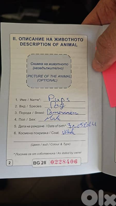 White Pomeranian Male for Sale – 1 Year 6 Months 4