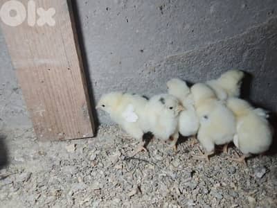 صيصان براكل.  وسوسيكس. عمر اسبوع مطعمين