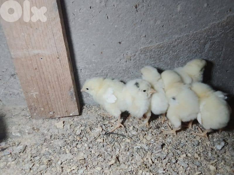 صيصان براكل.  وسوسيكس. عمر اسبوع مطعمين 0