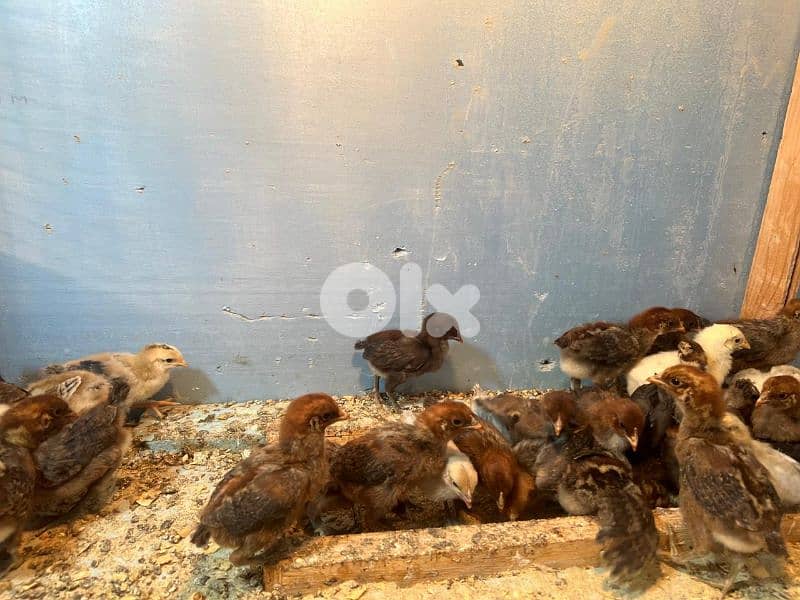 صيصان براكل.  وسوسيكس. عمر اسبوع مطعمين 1