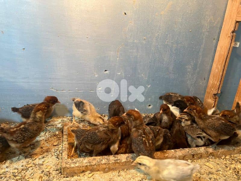 صيصان براكل.  وسوسيكس. عمر اسبوع مطعمين 2