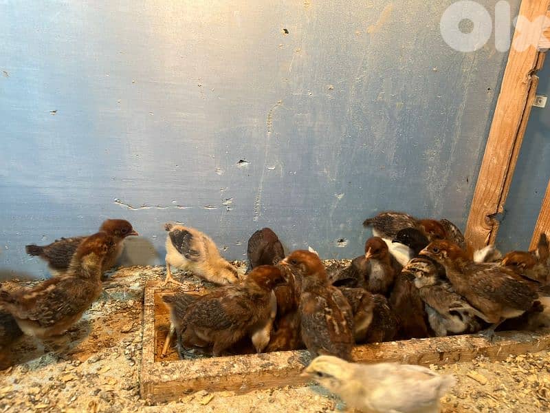 صيصان براكل.  وسوسيكس. عمر اسبوع مطعمين 3