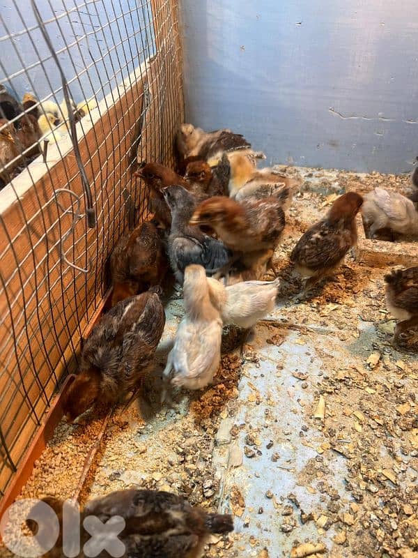 صيصان براكل.  وسوسيكس. عمر اسبوع مطعمين 4