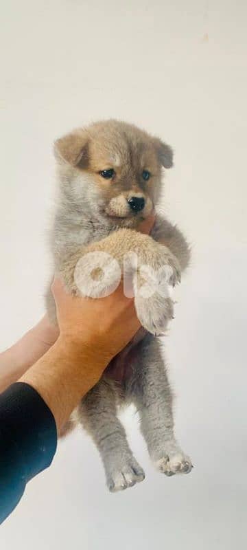 japanese akita puppies جراوي أكيتا ياباني