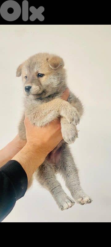 japanese akita puppies جراوي أكيتا ياباني 1