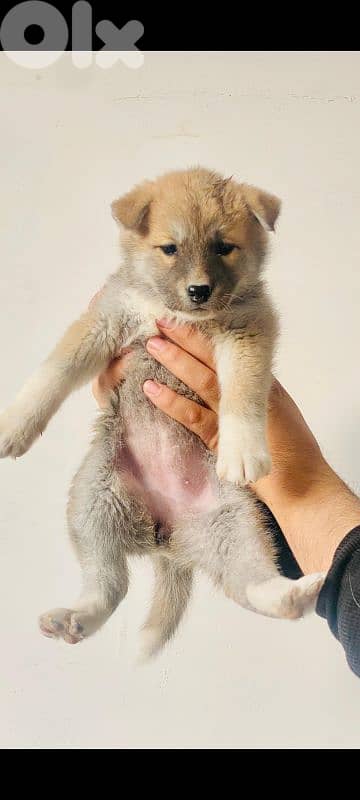japanese akita puppies جراوي أكيتا ياباني 2