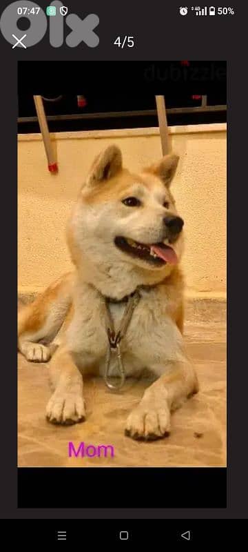 japanese akita puppies جراوي أكيتا ياباني 3