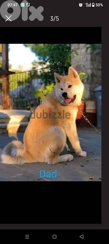 japanese akita puppies جراوي أكيتا ياباني 4