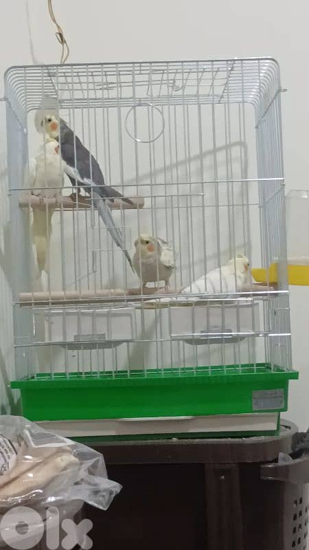 جوزين كروان 0