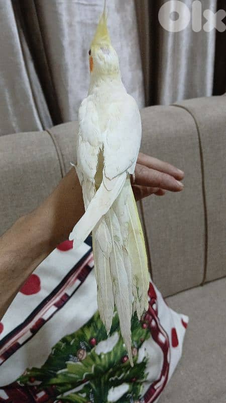 جوزين كروان 1