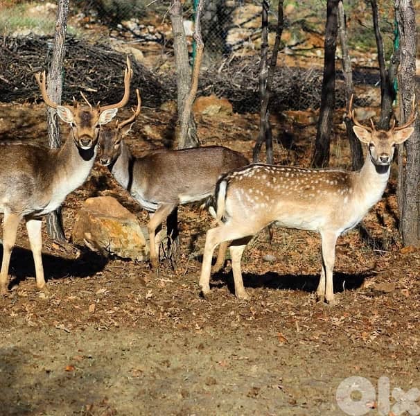 Furnished chalet for rent in Faqra-Redrock (December-including NYE) 4