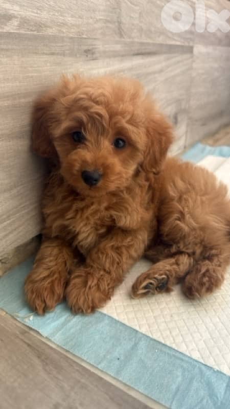 toy poodle 0
