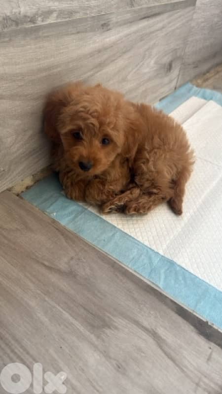 toy poodle 1