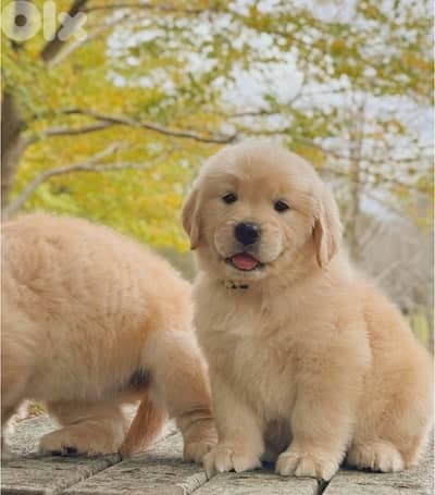 Imported gold Golden Retriever Bear Puppy