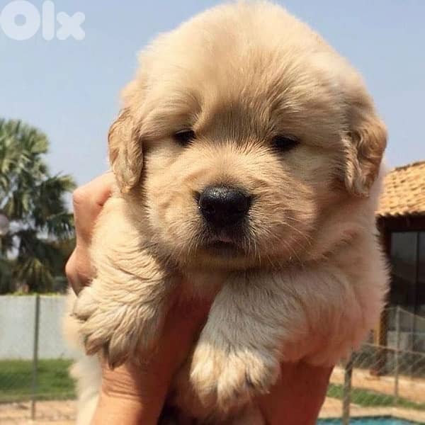 golden retriever puppies plus Delivery IMPORTED 0