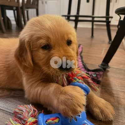 Red Bear Golden Retriever Puppy Brown Imported
