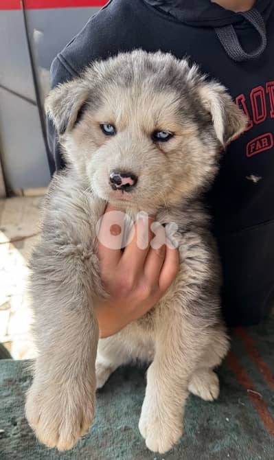 Husky puppies for sale