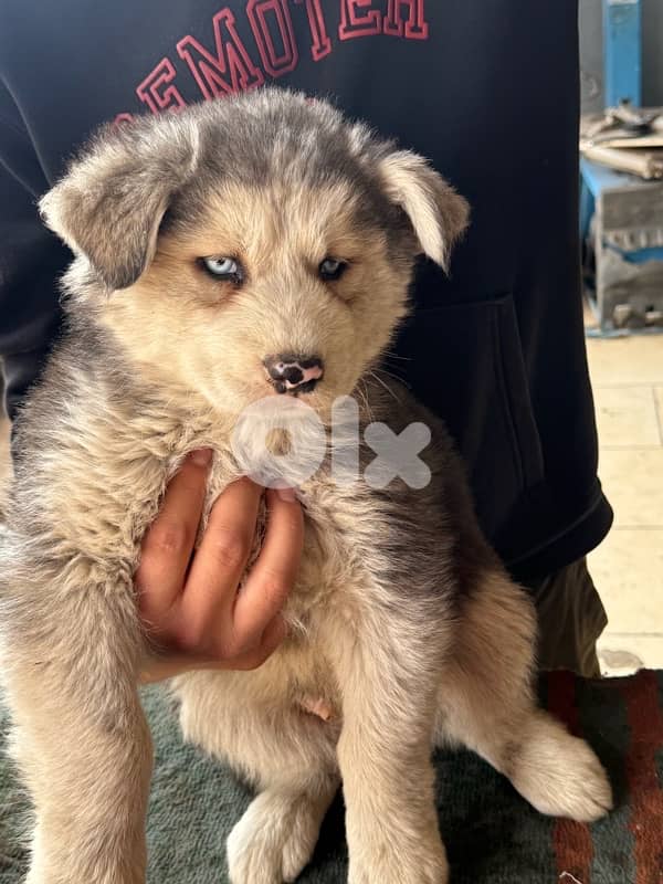 Husky puppies for sale 1