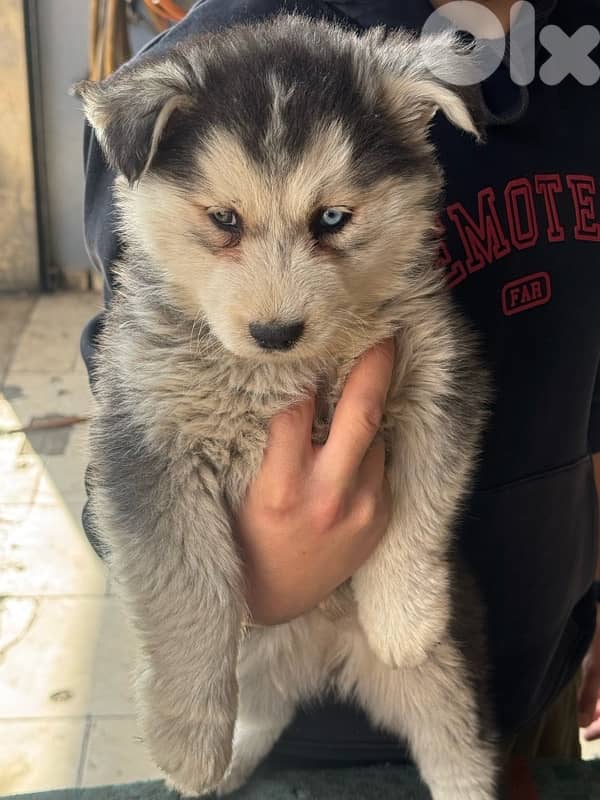 Husky puppies for sale 2