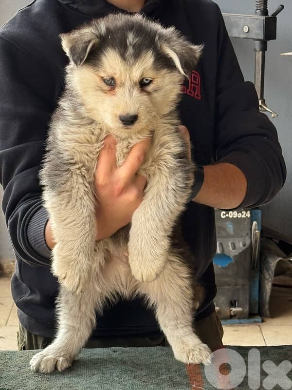 Husky puppies for sale 4