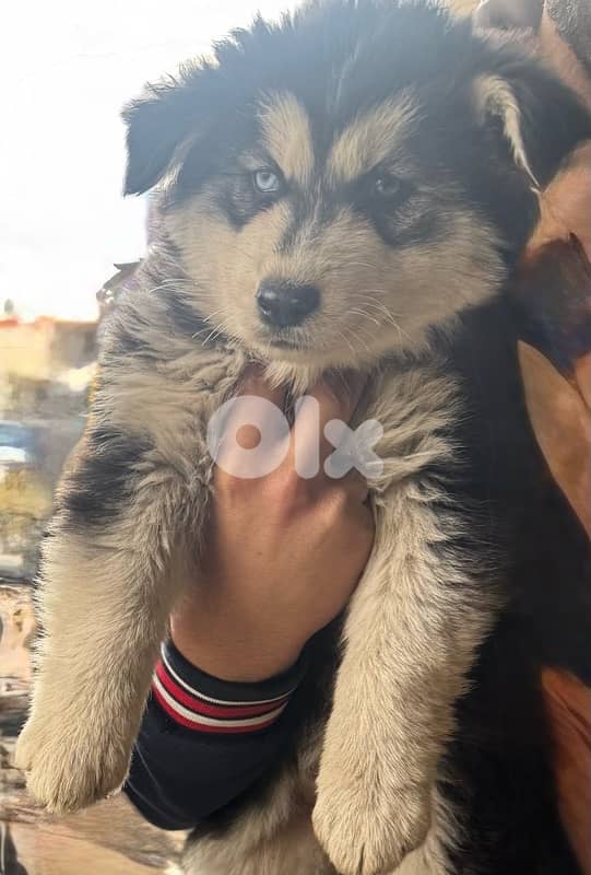 Husky puppies for sale 5