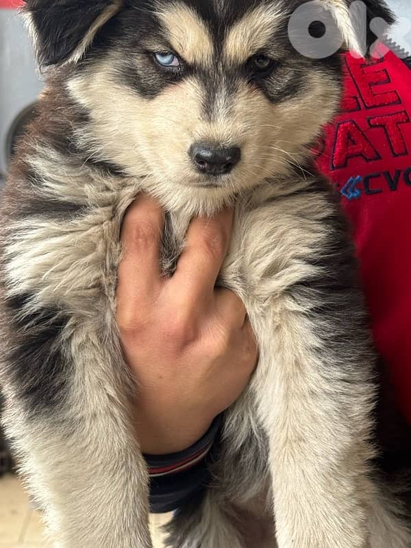 Husky puppies for sale 6