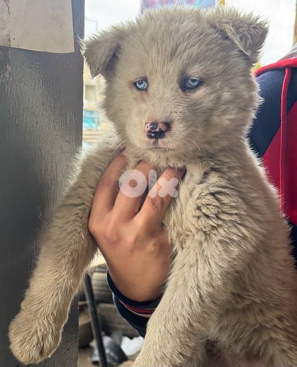 Husky puppies for sale 8