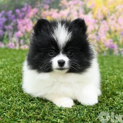 imported pomeranian White Panda كلاب Dog Puppy