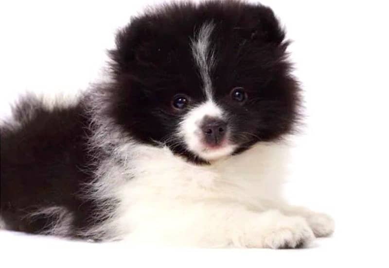 imported pomeranian puppy 0