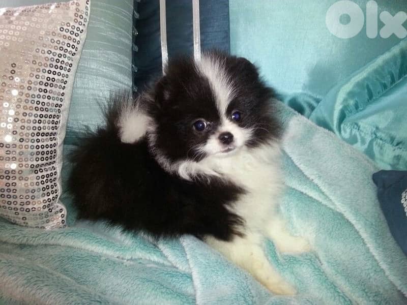 imported white & black Pomeranian Delivery 0