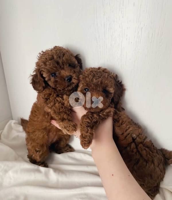 Adorable & SMALL Toy Poodle puppy imported Dog كلب 0