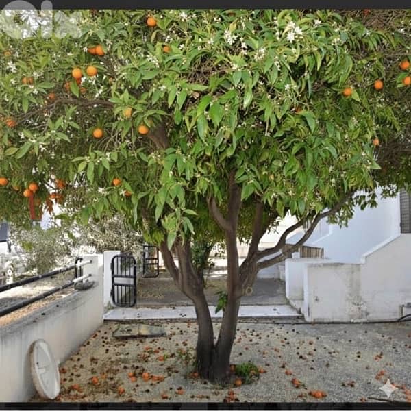 Land for Sale Cyprus Paralimni for investment 3