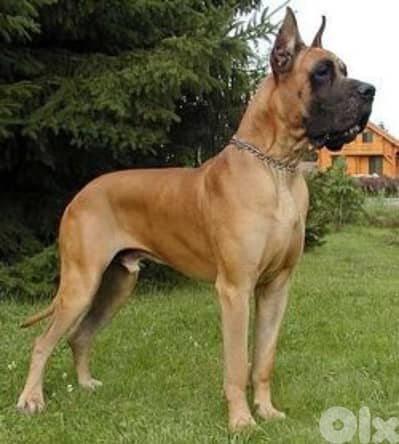 great dane