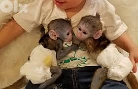 Baby Capuchin monkeys for adoption 0