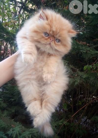 بيرجن بكي فيس