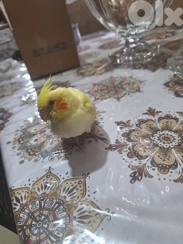 فرخ كروان لاتينو للبيع 0