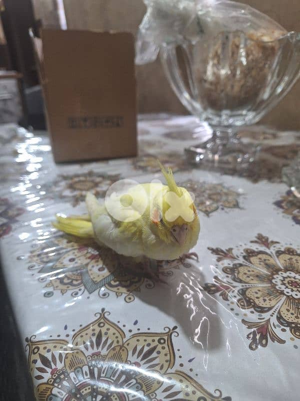 فرخ كروان لاتينو للبيع 1