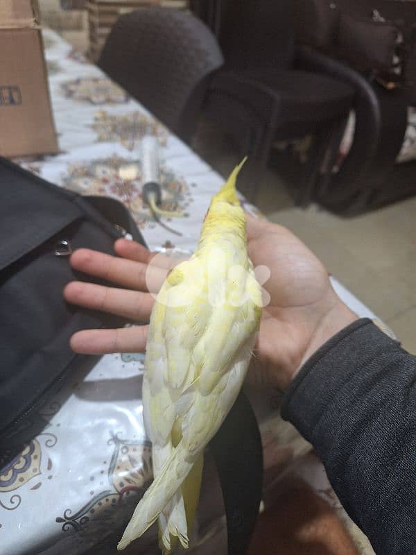 فرخ كروان لاتينو للبيع 2