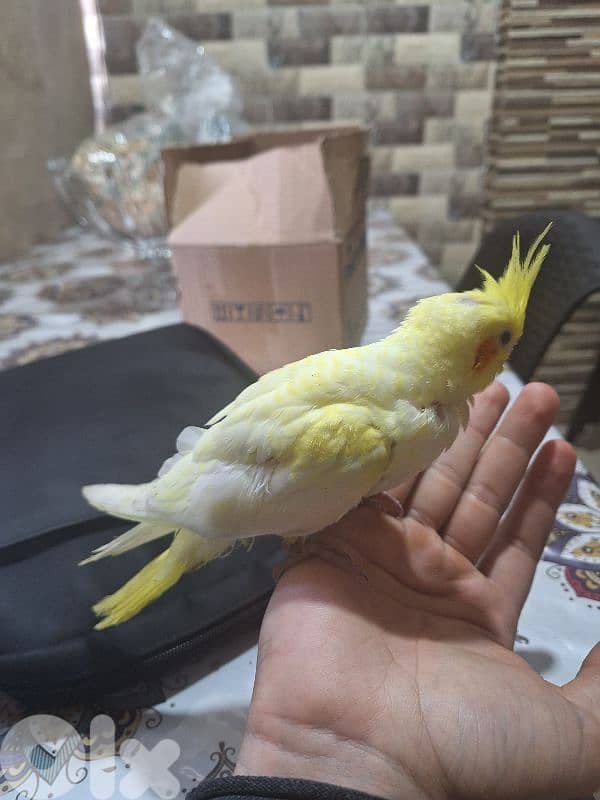 فرخ كروان لاتينو للبيع 3