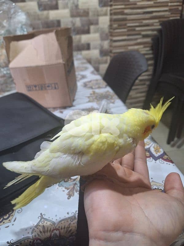 فرخ كروان لاتينو للبيع 4