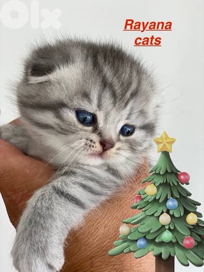 british short hair for Christmas