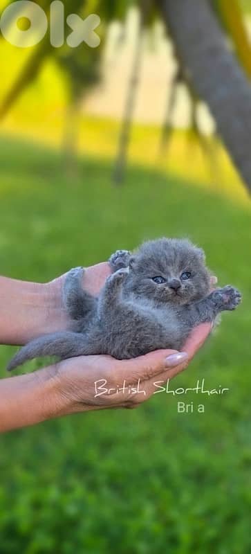 british short hair for Christmas 1