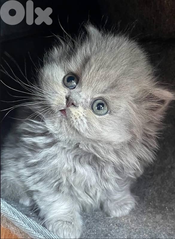 british short hair for Christmas 2