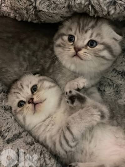 british short hair for Christmas