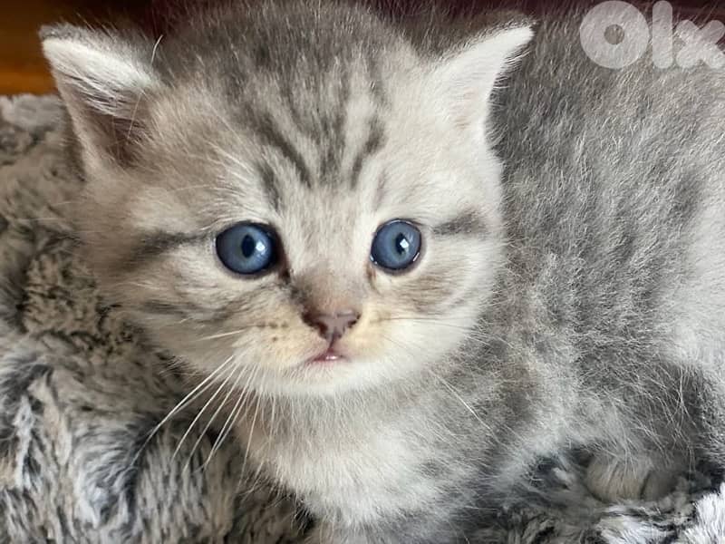 british short hair for Christmas 4